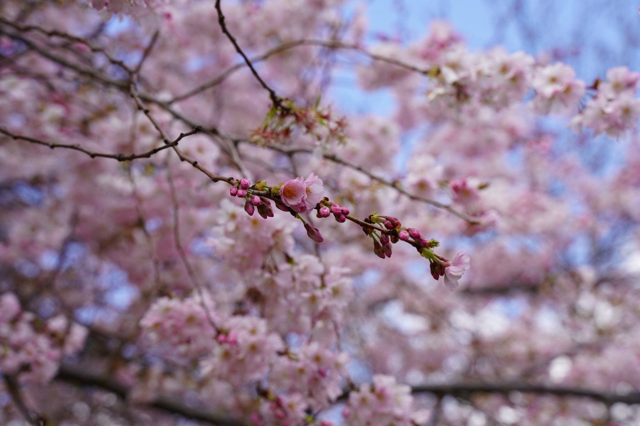 Les bienfaits de la fleur de cerisier - Therapie Familiale