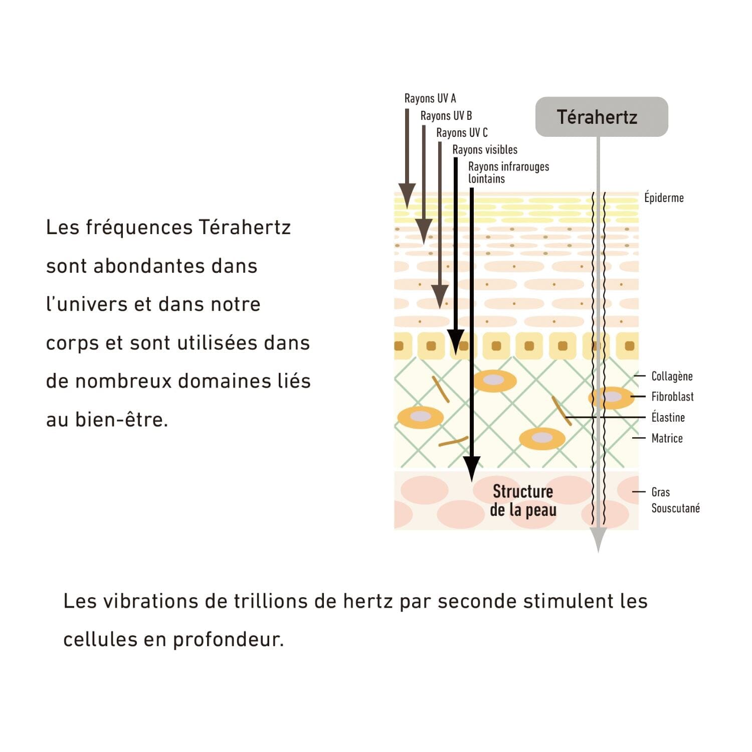 Gua sha coeur Terahertz outil de massage Bijo; Paris