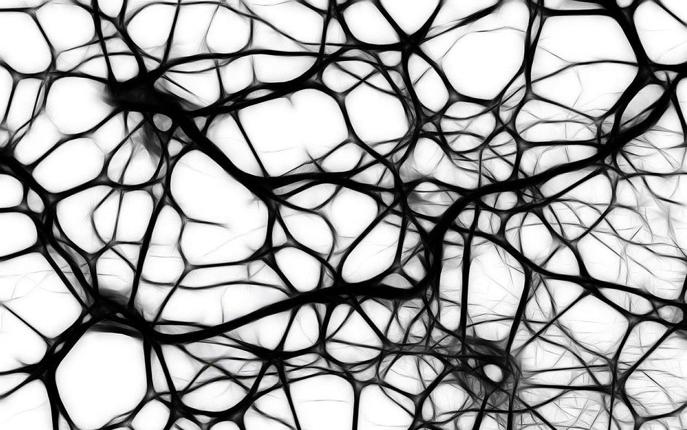 Le fascia : anatomie, fonctions et enjeux pour la beauté