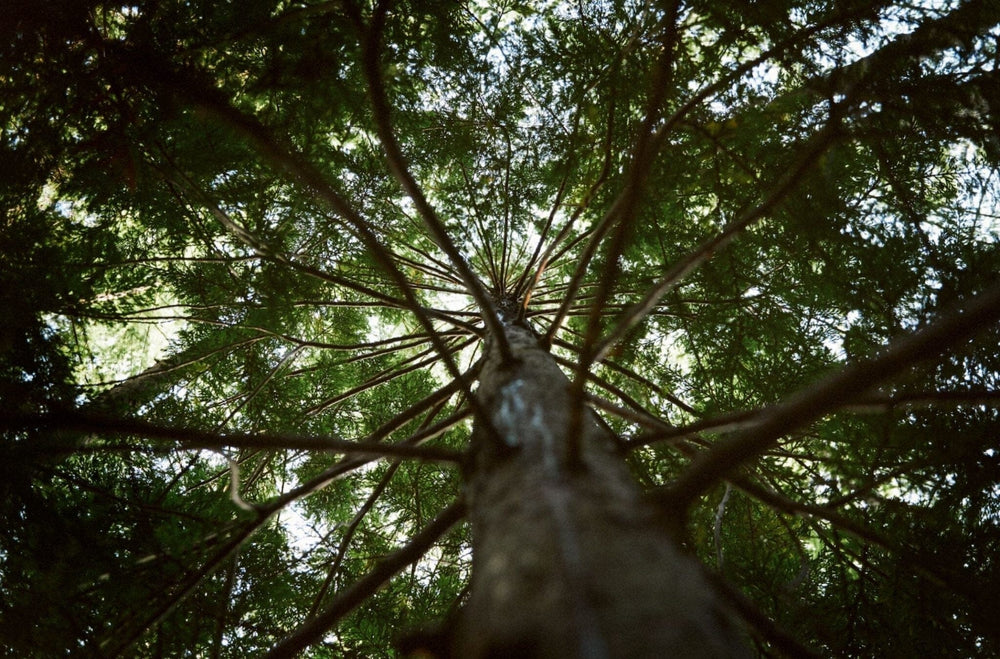 Pratiquer le "shinrin-yoku" (bain de forêt)