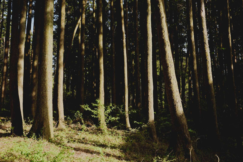 uka IZU : le soin capillaire japonais qui relie la forêt et la mer