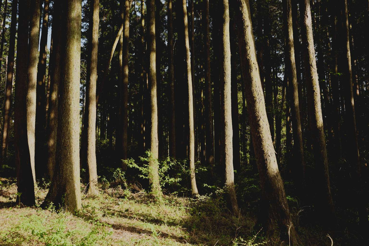 uka IZU : le soin capillaire japonais qui relie la forêt et la mer
