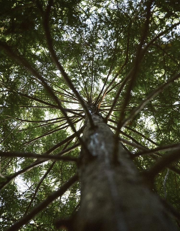 Bois d'Aomori Hiba