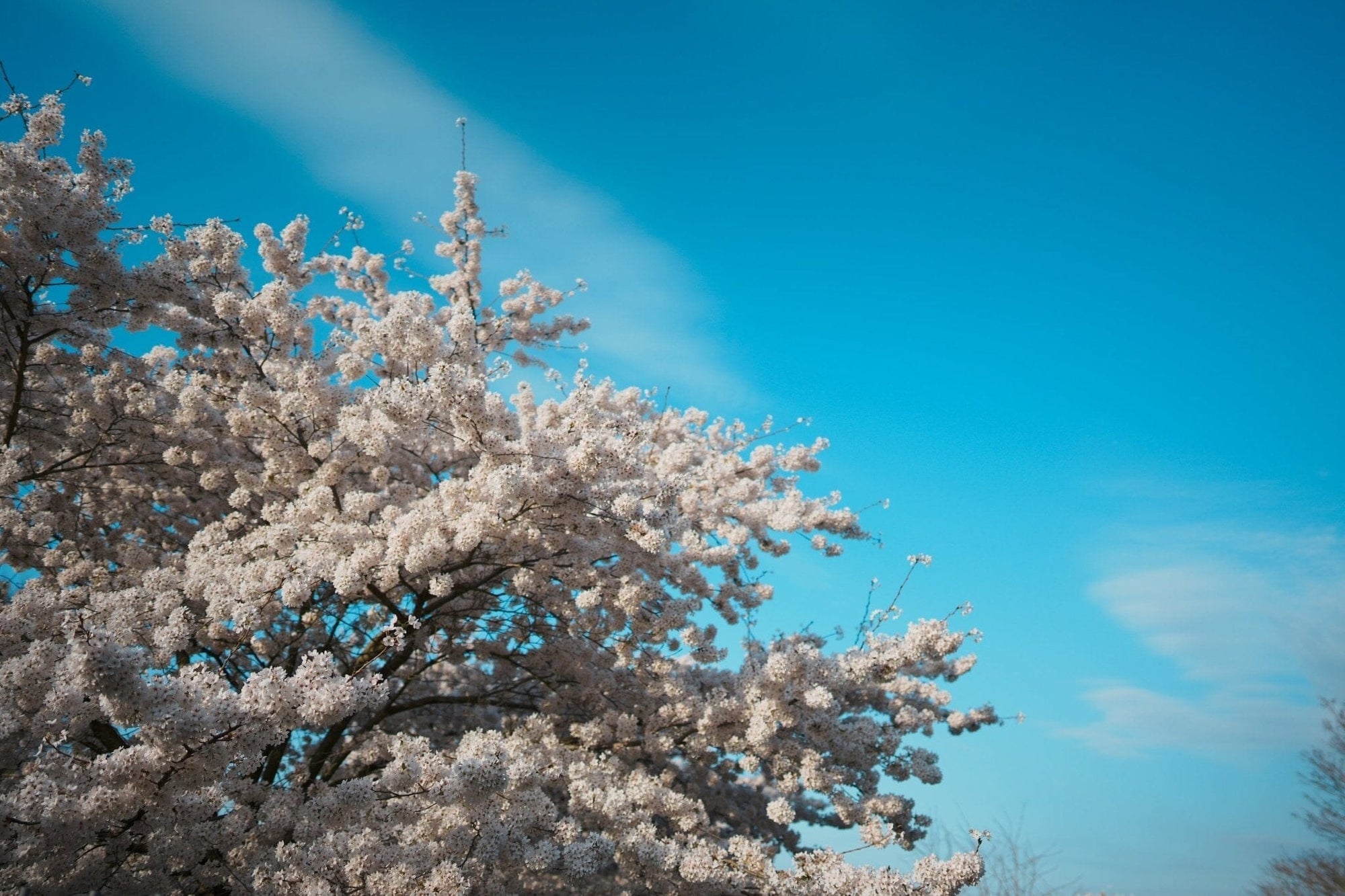 Sélection beauté du Printemps